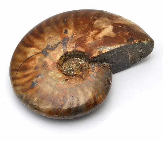 Ammolite Shell Shaped Ornament