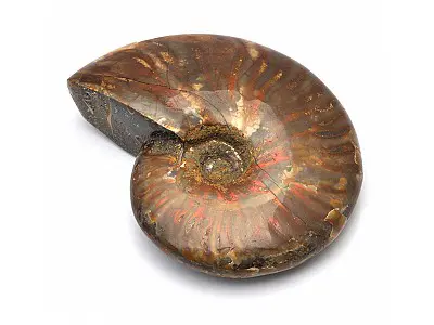 天然斑彩螺（鸚鵡螺）菊石化石