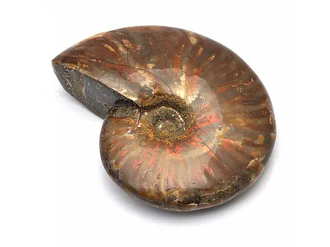 天然斑彩螺（鸚鵡螺）菊石化石
