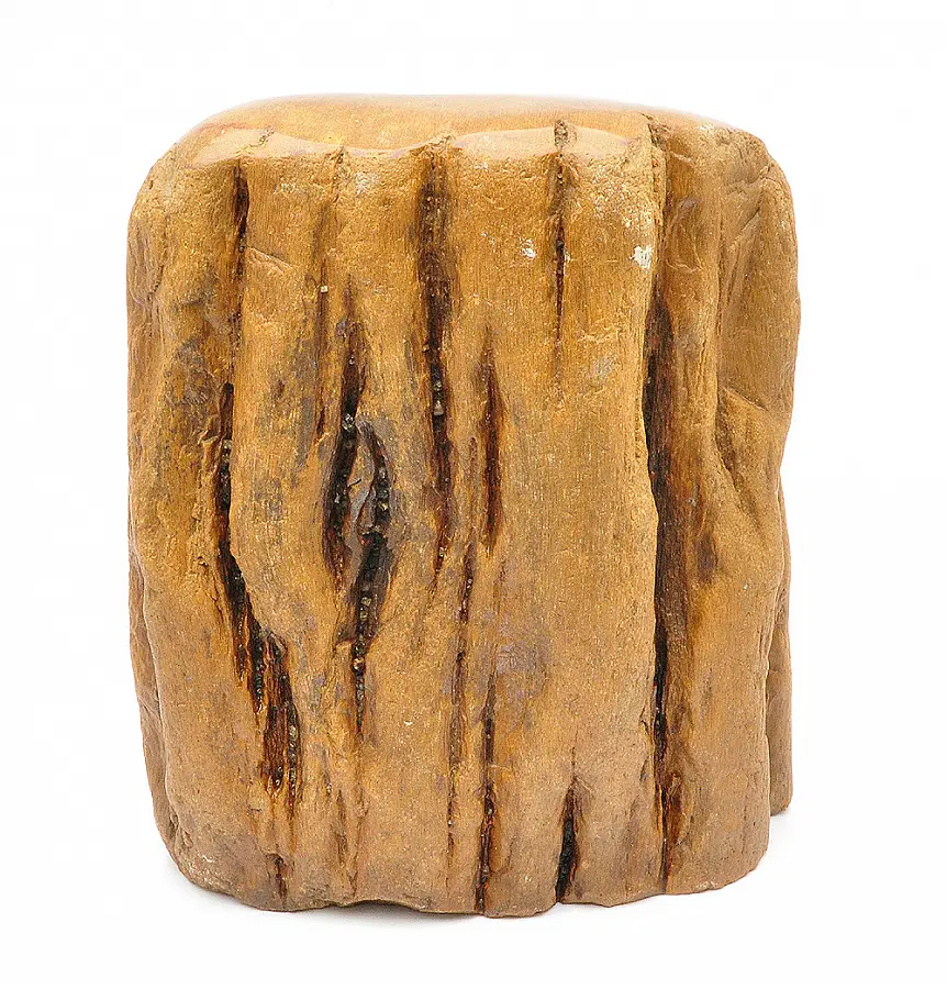 Petrified Wood