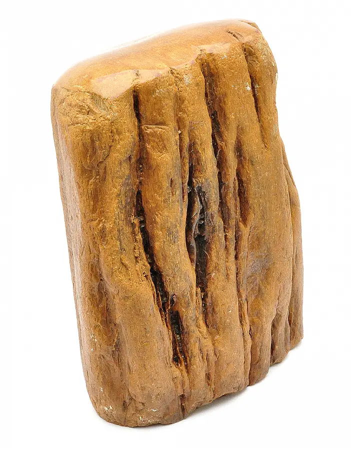 Petrified Wood