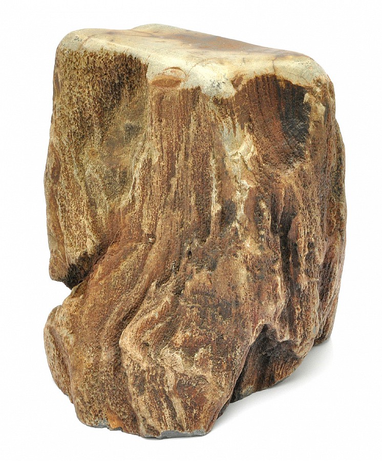 Petrified Wood