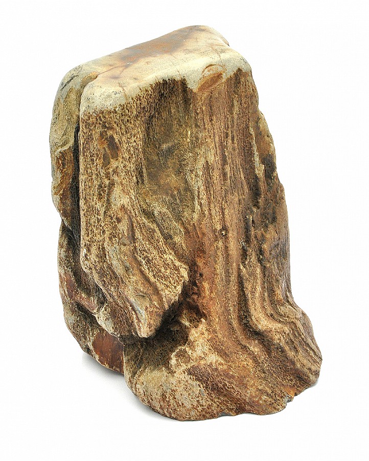 Petrified Wood