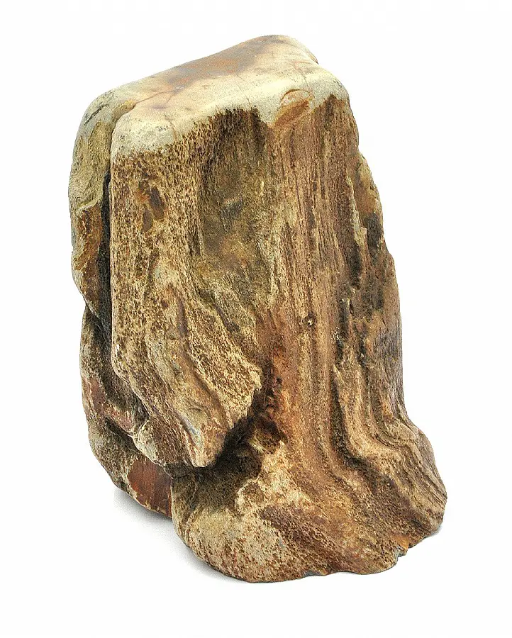 Petrified Wood