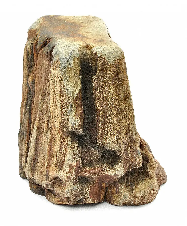 Petrified Wood