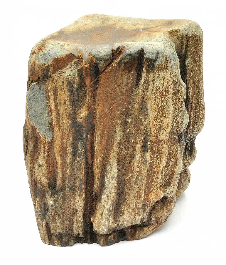 Petrified Wood