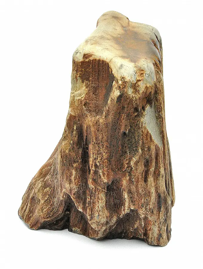 Petrified Wood