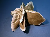 沙漠玫瑰-石膏 沙漠玫瑰-石膏