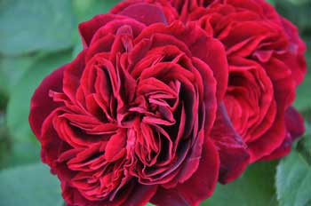 Ruby-Rose-in-Glastonbury